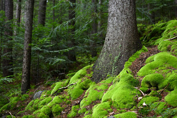 Polish mushroom growing in the forest