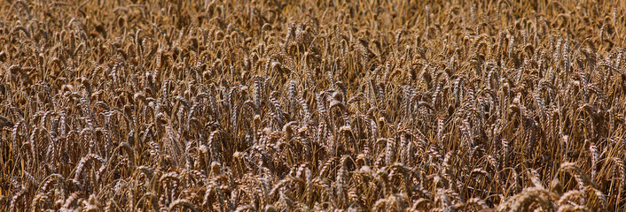 Fields of Wheat Spikes Swaying in the Breeze a Scenic Harvest Landscape