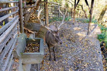 Adult male deer in captivity