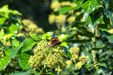 Insect Wildlife - Butterfly - Europe
