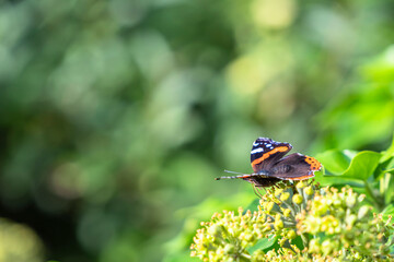 Insect Wildlife - Butterfly - Europe