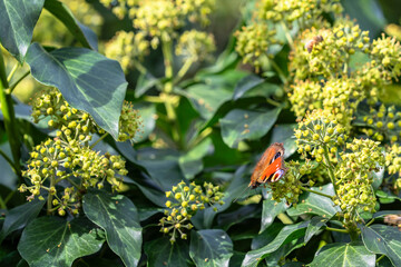 Insect Wildlife - Butterfly - Europe