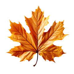 Cute 3D orange maple leaf isolated on transparent background. cutout, PNG file. fall thanksgiving. for template product presentation.