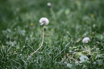 Plant with unfocused background