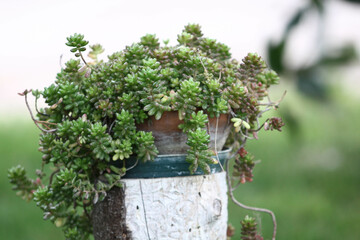 Plant with unfocused background