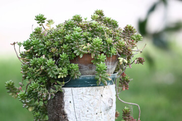 Plant with unfocused background