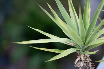 Plant with unfocused background
