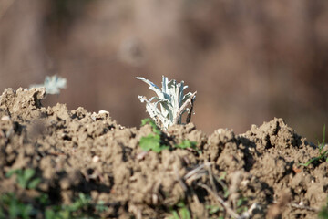 Plant with unfocused background