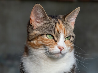 Obraz premium Close-up of a Calico cat with with tabby markings - tri-color cat with orange, grey and white stripes and blotches with beautiful green eyes outdoors