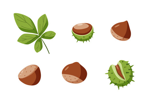 Chestnut set vector illustration. Cartoon drawing of chestnut nuts in a shell and leaves. Isolated on white.