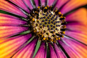 Osteospermum (African Daisy): macro view
