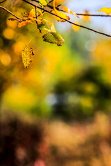 Beautiful autumn background with leaves. HDR Image (High Dynamic Range).
