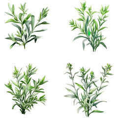 Fototapeta premium Set of lemon verbena isolated on white background