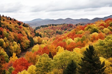 a panoramic view of an autumn forest with colorful foliage