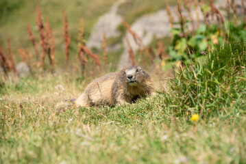 Naklejka na ściany i meble an unafraid alpine marmot near the vanoise refuge