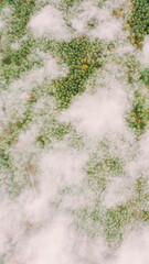 Lower Clouds Moving Above Autumn Pine Forest. Aerial View Flight Above Amazing Misty Forest Landscape. Scenic View Of Autumn Foggy Morning In Misty Forest Park Woods. Nature Elevated View.