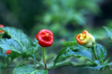 Dragon's breath chili pepper