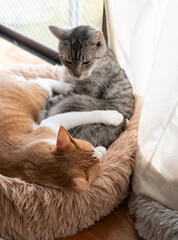 窓辺でくつろぐ二匹の猫