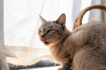 舌を出す猫　シャムトラ猫