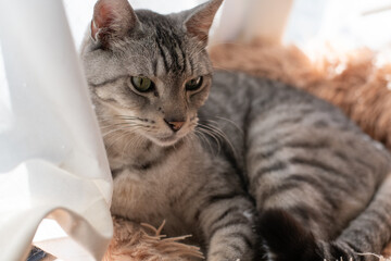 窓辺で過ごす猫　サバトラ猫