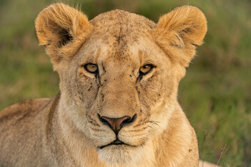 Lioness portrait