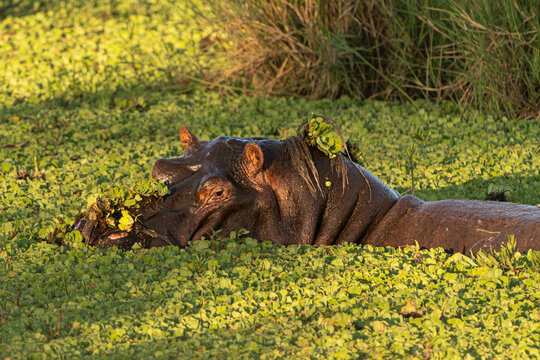 Masai Mara