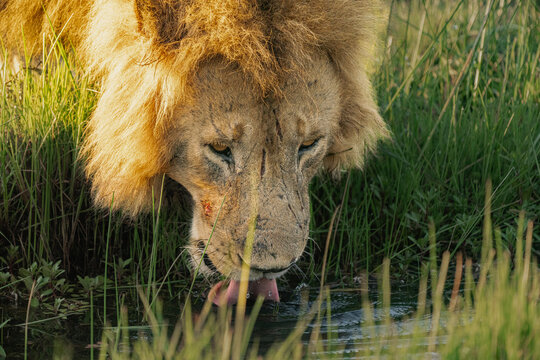 Lion quenching its thirst
