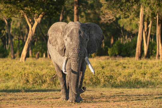 Masai Mara African elephants 