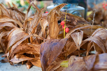 Candles on graves. All Saints' Day. Candles symbolizing the memory of the dead. Christian feast, autumn in the cemetery. withered hosta - obrazy, fototapety, plakaty