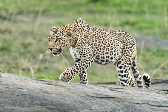 Leopard on the hunt