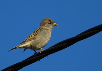 House sparrow sitting on the power cable