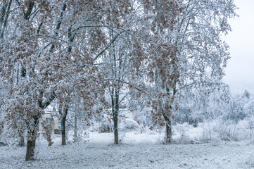 Frozen leaves after rain and sudden cold snap. Ice on the leaves of plants. Changeable weather. Frosty weather in winter. Frozen rainwater. Winter landscape in the park