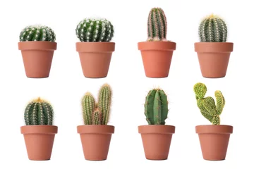 Fototapete Kaktus im Topf Green cacti in terracotta pots isolated on white, collection