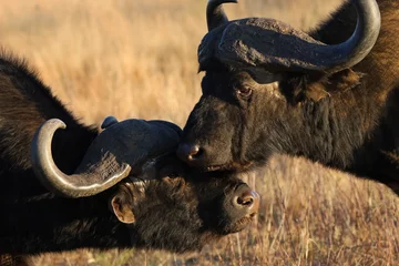 Photo sur Plexiglas Parc national du Cap Le Grand, Australie occidentale African Buffalo Love
