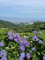 Hydrangea Flower