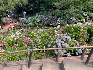 Hydrangea Flower