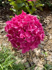 Hydrangea Flower