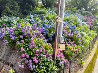 Hydrangea Flower