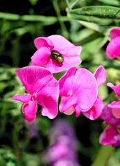 Fototapeta na wymiar pink flowers and seeds of sweet pea Lathyrus Heterophyllus in the garden