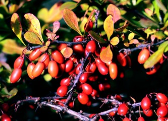 red,small fruits of berberis vulgaris bush at autumn
