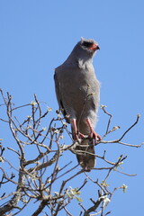Dark Chanting Goshawk on a branch