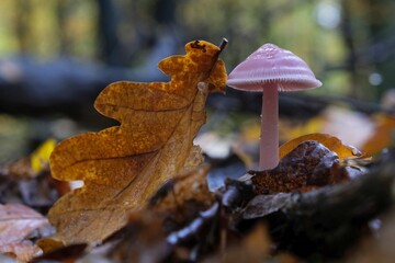 Single mushroom of Mycena rosea with leaf of oak, commonly known as the rosy bonnet among dry leaves