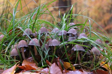 Edible mushrooms Coprinopsis atramentaria, commonly known as the common ink cap or inky cap in grass in forest. Family: Psathyrellaceae.