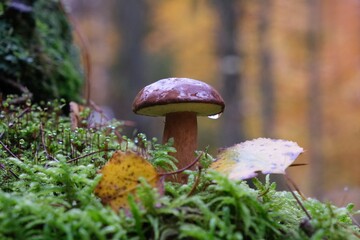 Wet from the rain, growing in moss, mushroom Imleria badia, commonly known as the bay bolete - edible, very tasty mushroom. 