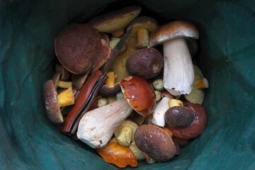 Close up of forest mushrooms (porcini, boletes) in a green bucket