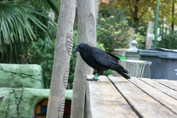 Crow at the Nelson Mandela Garden in Paris.