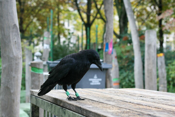 Crow at the Nelson Mandela Garden in Paris.