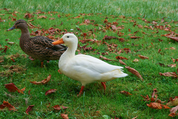 White duck walking on the grass