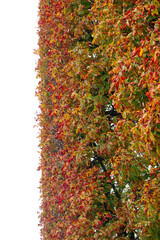 Topiary art at the Jardin des Tuileries in autumn.