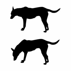 The dog takes the trail